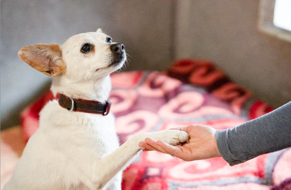 Kleine Hündin sucht ein großes Herz – Mona braucht dringend ein neues Zuhause.